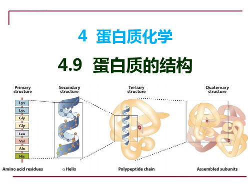 生物化学3.4.9 4.9 蛋白质的结构