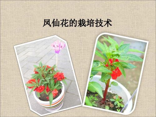 2015.4. 中小学植物栽培竞赛-凤仙花