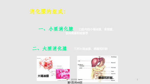 组织学与胚胎学消化腺PPT课件