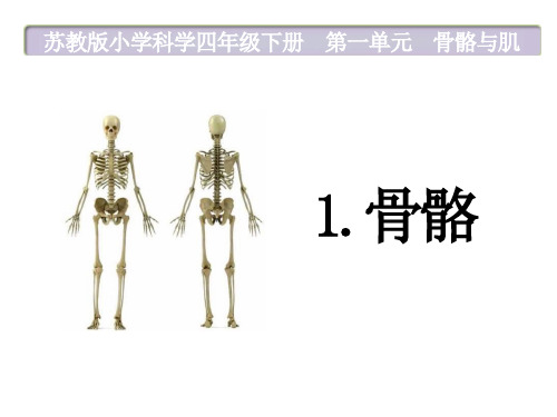 苏教版小学科学四年级下册《骨骼》ppt课件