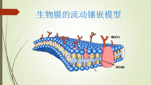 细胞流动镶嵌模型  ppt