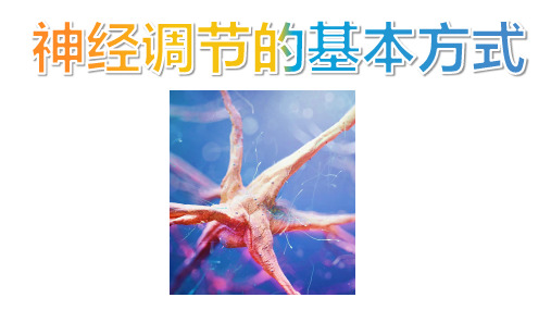 人教版七年级下册6.3神经调节的基本方式课件(共29张PPT)