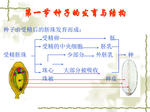 植物学果实与种子的发育与结构