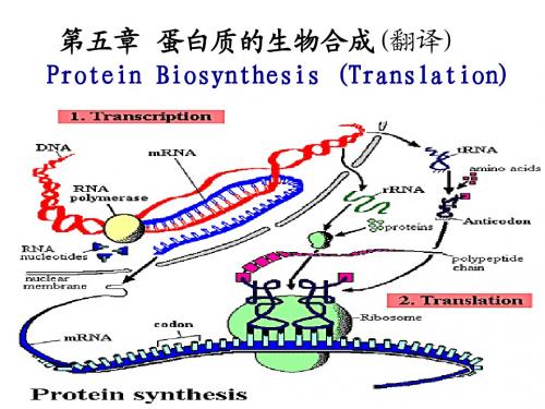 5蛋白质翻译