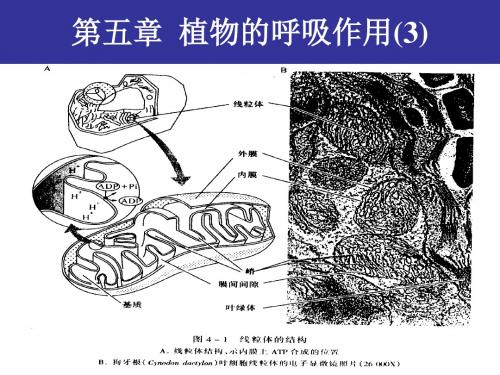 第五章呼吸作用