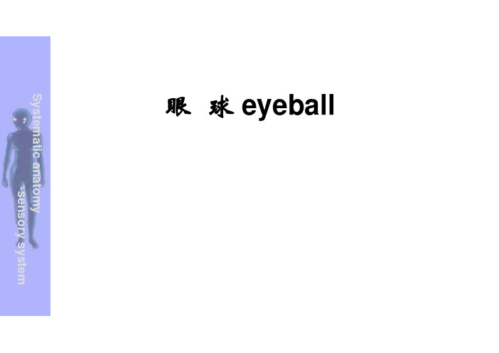 视器1-眼球