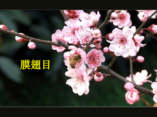 膜翅目