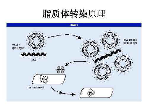 分子生物学实验课：8脂质体转染