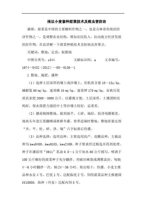 小麦套种甜菜技术及病虫害防治