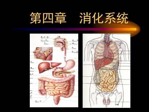 第4章消化系统