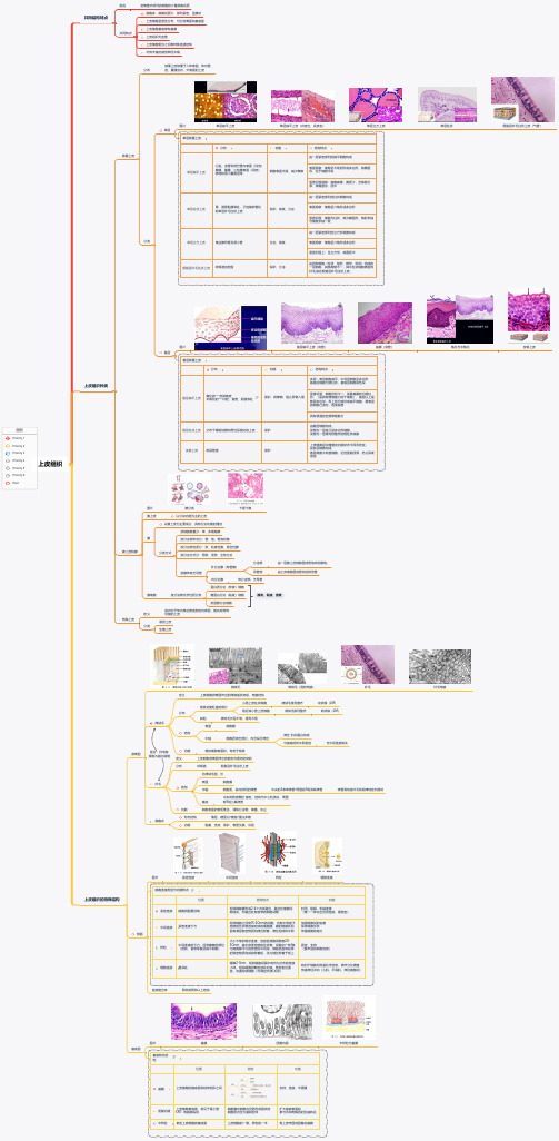 上皮组织(1)(1)