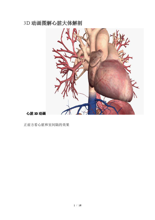 3D动画图解心脏大体解剖