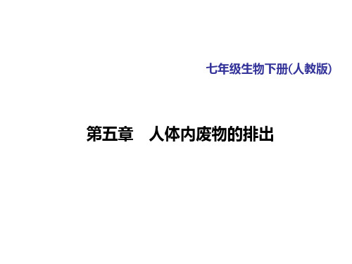 人教版七年级下册生物  第五章 人体内废物的排出习题课件