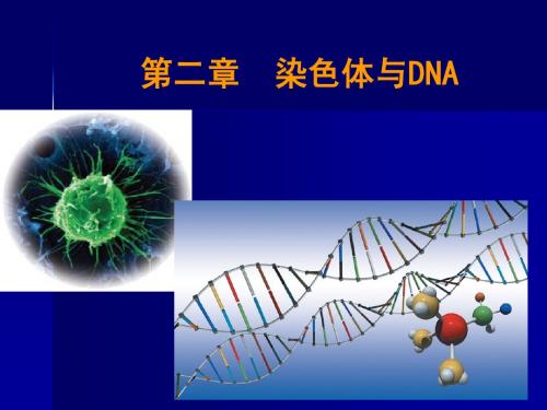 染色体与DNA