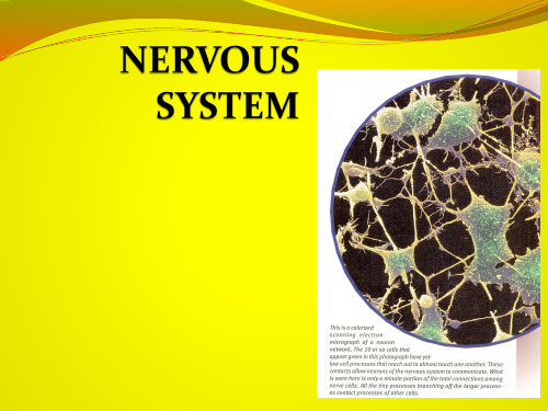 NERVOUS SYSTEM(神经组织) PPT