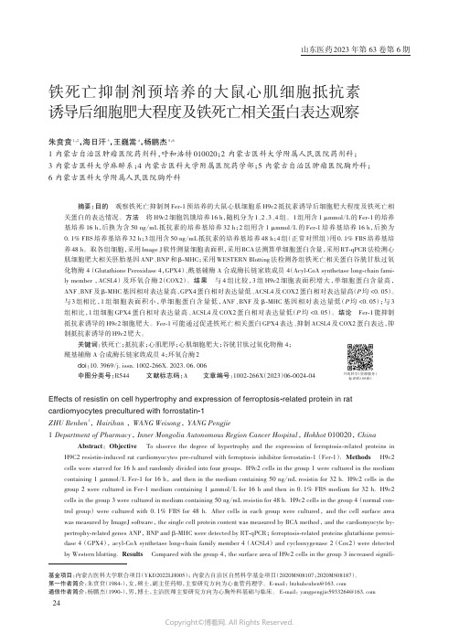 铁死亡抑制剂预培养的大鼠心肌细胞抵抗素诱导后细胞肥大程度及铁死亡相关蛋白表达观察