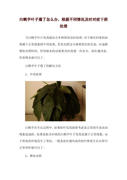 白鹤芋叶子蔫了怎么办,根据不同情况及时对症下药处理