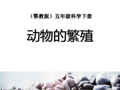 《动物的繁殖》PPT课件