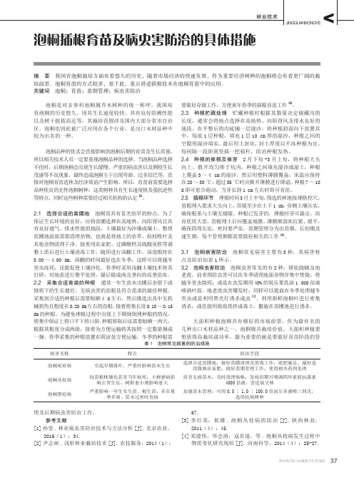 泡桐插根育苗及病虫害防治的具体措施