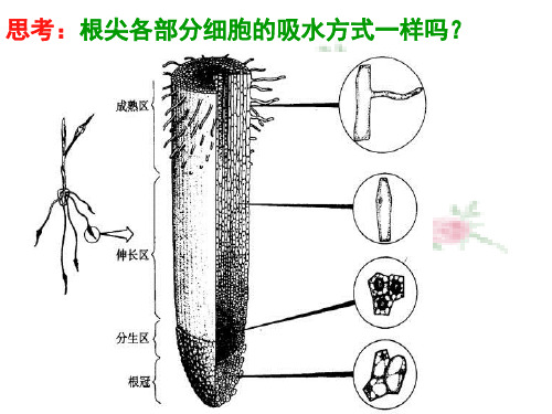 何植物对水分的吸收和利用PPT课件