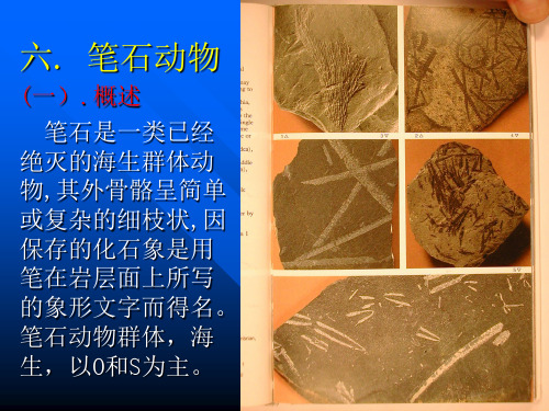 六. 笔石动物