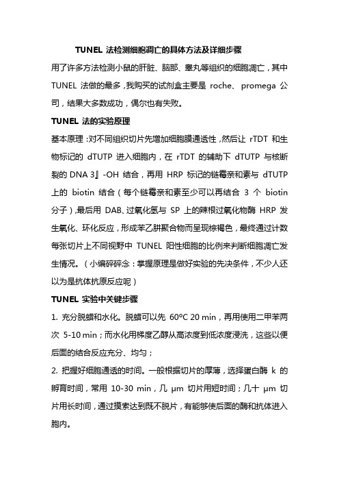 TUNEL 法检测细胞凋亡的具体方法及详细步骤