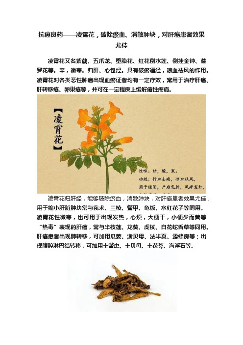 抗癌良药——凌霄花，破除瘀血、消散肿块，对肝癌患者效果尤佳