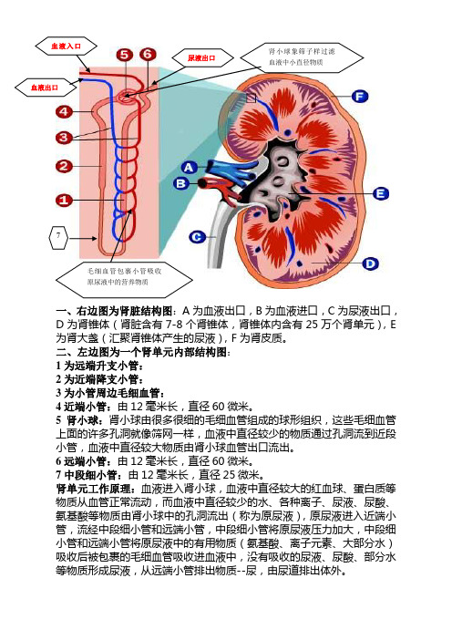 肾脏结构及工作原理图