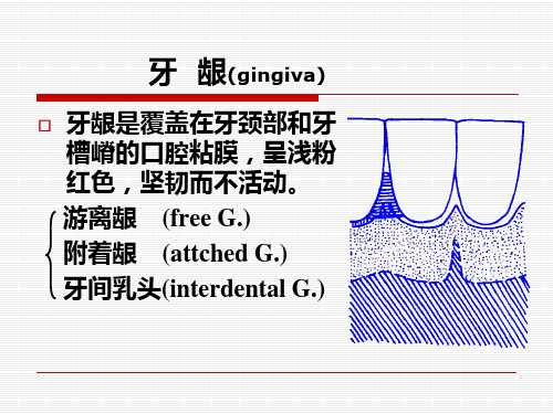 口腔解剖生理学应用解剖和生理精品PPT课件