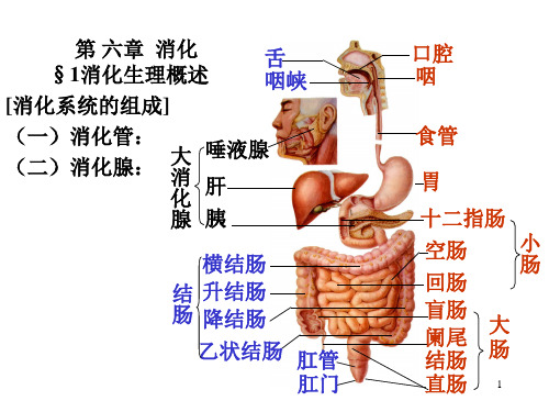 动物生理学6.ppt