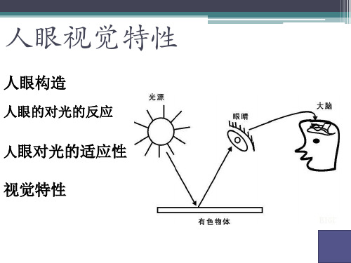 人眼视觉特性说课讲解