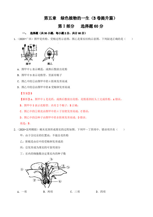 专题05 绿色植物的一生(B卷)-七年级生物上册单元AB卷(解析版)