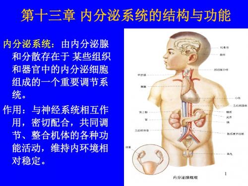 内分泌系统的结构与功能ppt课件