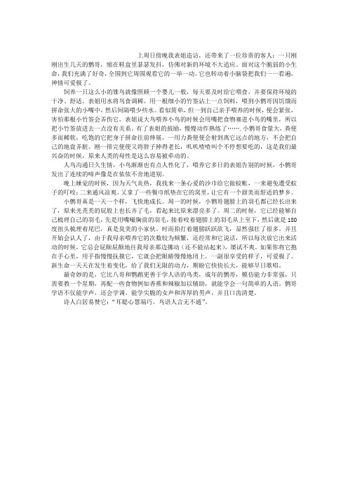 我家鹩哥初长成