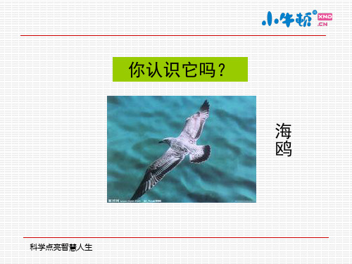 飞翔的海鸥手工制作完美版ppt课件.ppt