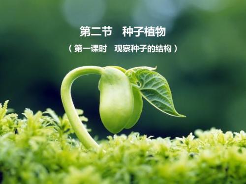 《种子植物》第一课时名师精品课件