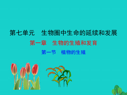 八年级生物下册全一册     教学及习题讲解课件   (新版)新人教版