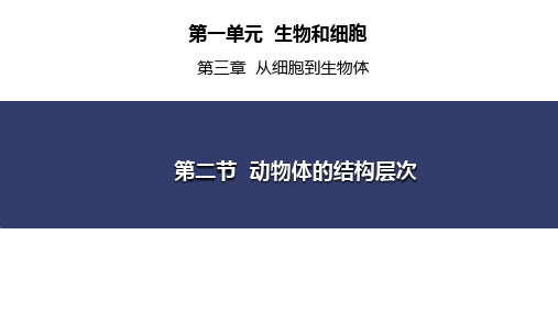 动物体的结构层次 课件-2024-2025学年人教版生物七年级上册