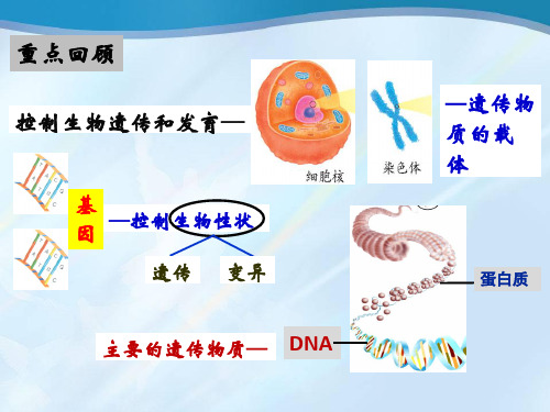 第三节 基因在亲子代间的传递(2019)