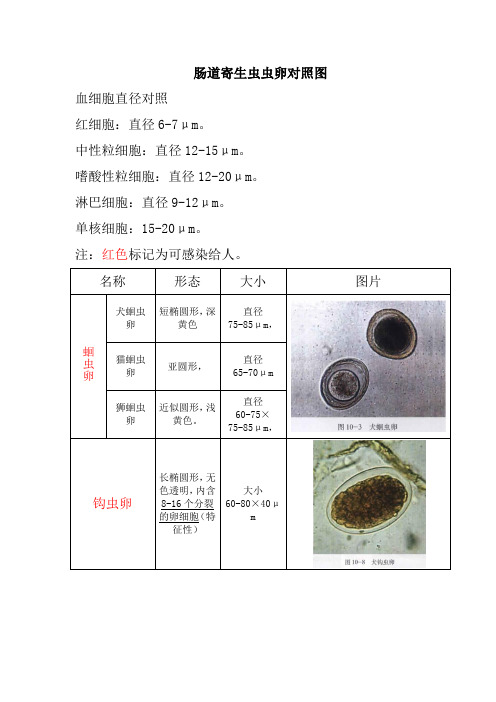 肠道寄生虫虫卵对照图1