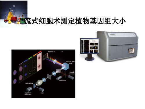 流式细胞术测定植物基因组大小 一、流式细胞术的基本知识 二、植物C值分析原理