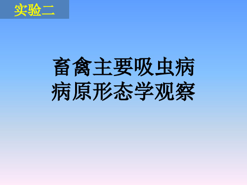 第八章  实验二  畜禽主要吸虫病病原形态学观察