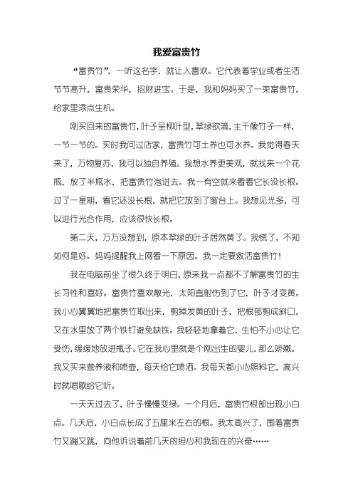 三年级作文:我爱富贵竹作文600字