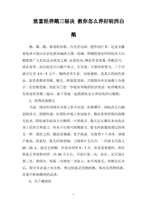 致富经养鹅三秘决教你怎么养好皖西白鹅