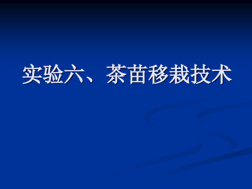 实验六、茶苗移栽技术