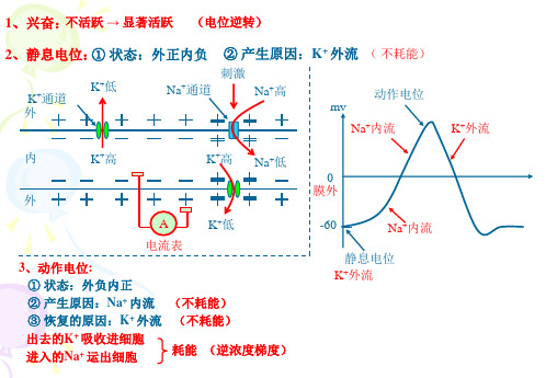 2、兴奋的产生、传导和传递