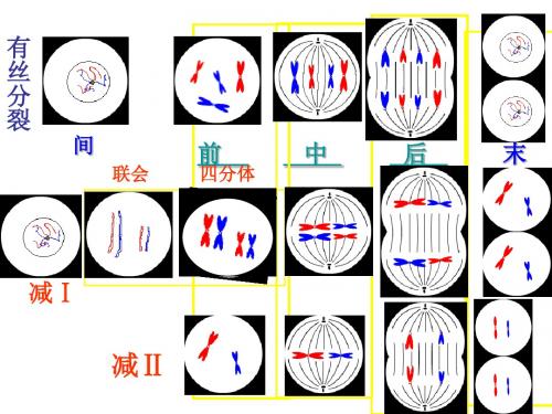 对比：有丝分裂减数分裂图解。包教包会