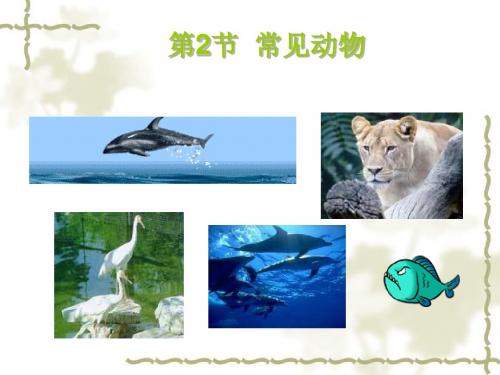 常见的动物第二课时
