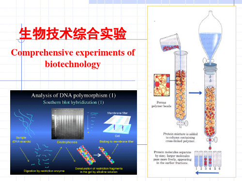 生物技术综合实验