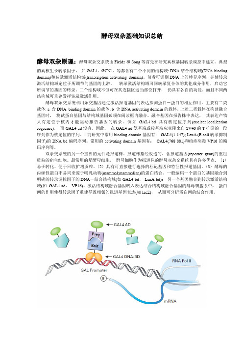 酵母双杂基础知识总结